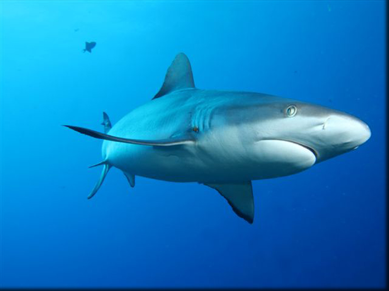 Requins gris Raiatea polynésie