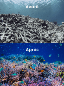 coral guardian recifs avant apres