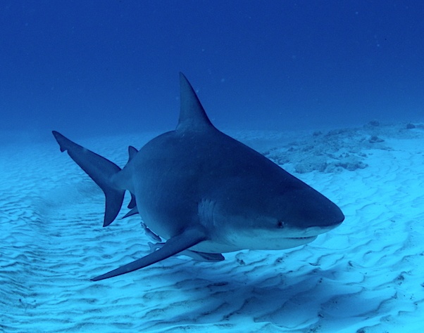 requin bouledogue au Mexique