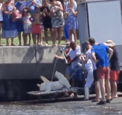 requin marteau reunion