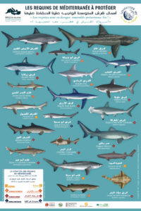 poster les requins de méditerranée à protéger en arabe