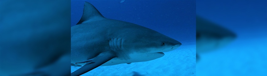 Vous reprendrez encore un peu de requin ?