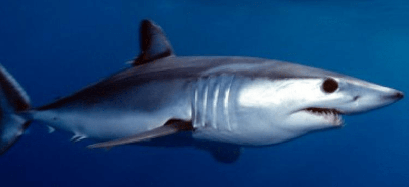 Protection des requins : l’Espagne interdit la commercialisation du requin taupe