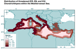 Distribution of threatened (CR, EN, and VU)<br /> Chondrichthyans within the Mediterranean Sea. Copyright UICN 2016. espèces cartilaginauses menacées méditerranée