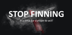 stop finning 