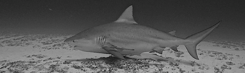 Scandale : le Centre Sécurité Requin braconne au cœur de la réserve marine de la Réunion !