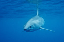 requin-mako