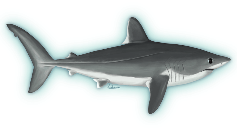 Dessin de requin taupe