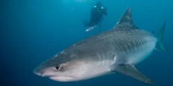 requin tigre