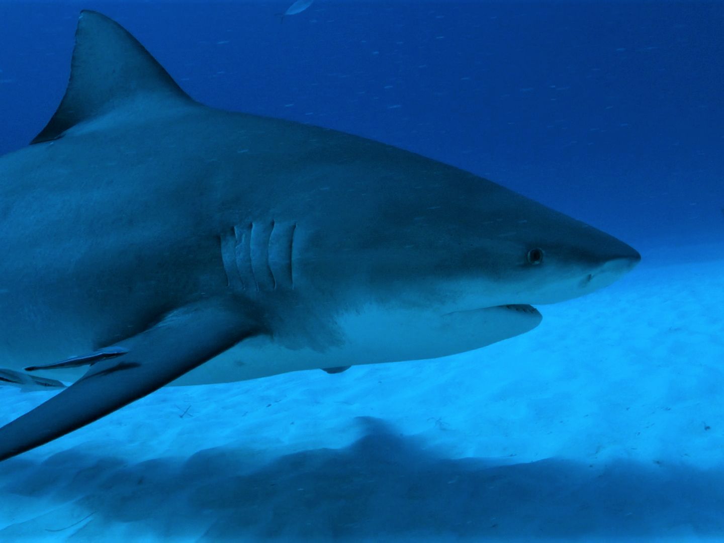 Vous reprendrez encore un peu de requin