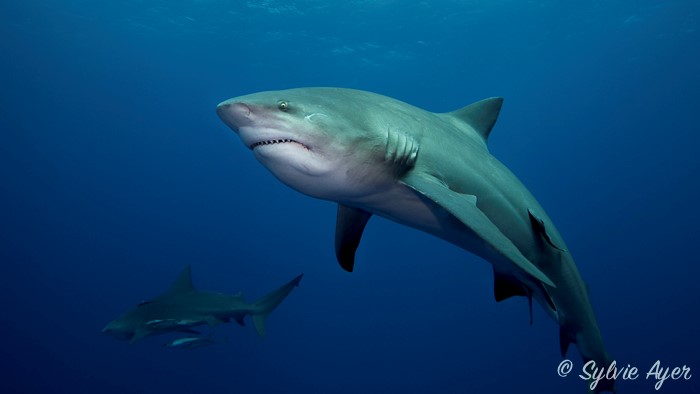 Sylvie Ayer : photo d'un bouledogue requin