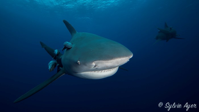 Action juridique pour les requins de Nouvelle-Calédonie ! © F Sarano