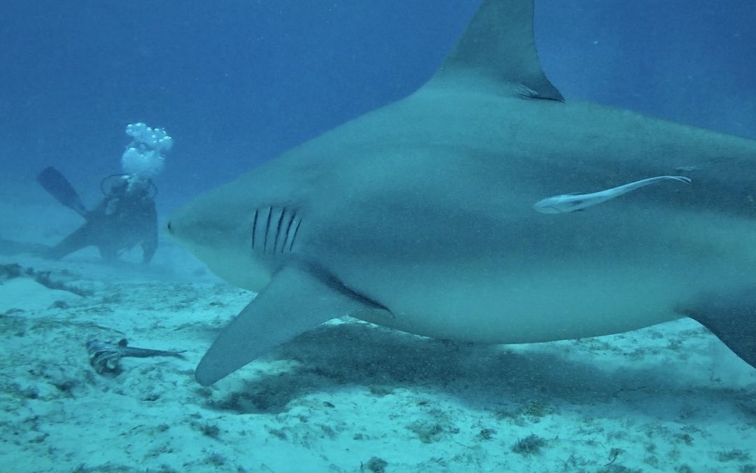 Crise requins La réunion : des violations en zone de protection forte !