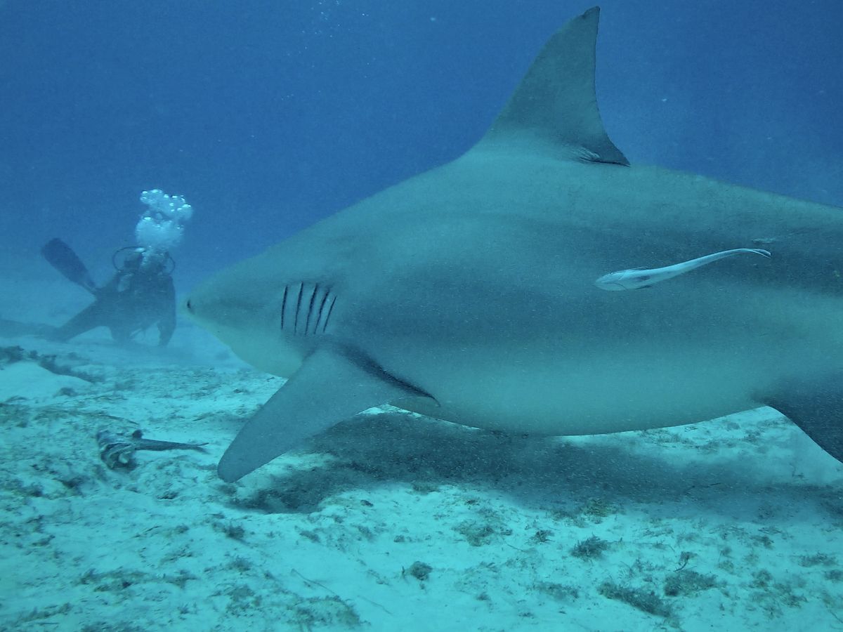 Crise requins La réunion : Des violations en zone de protection forte !