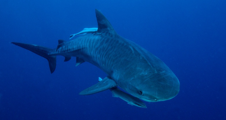 requin tigre © F Sarano