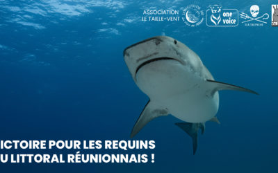 Victoire! Suspension de la pêche aux requins à la Réunion!