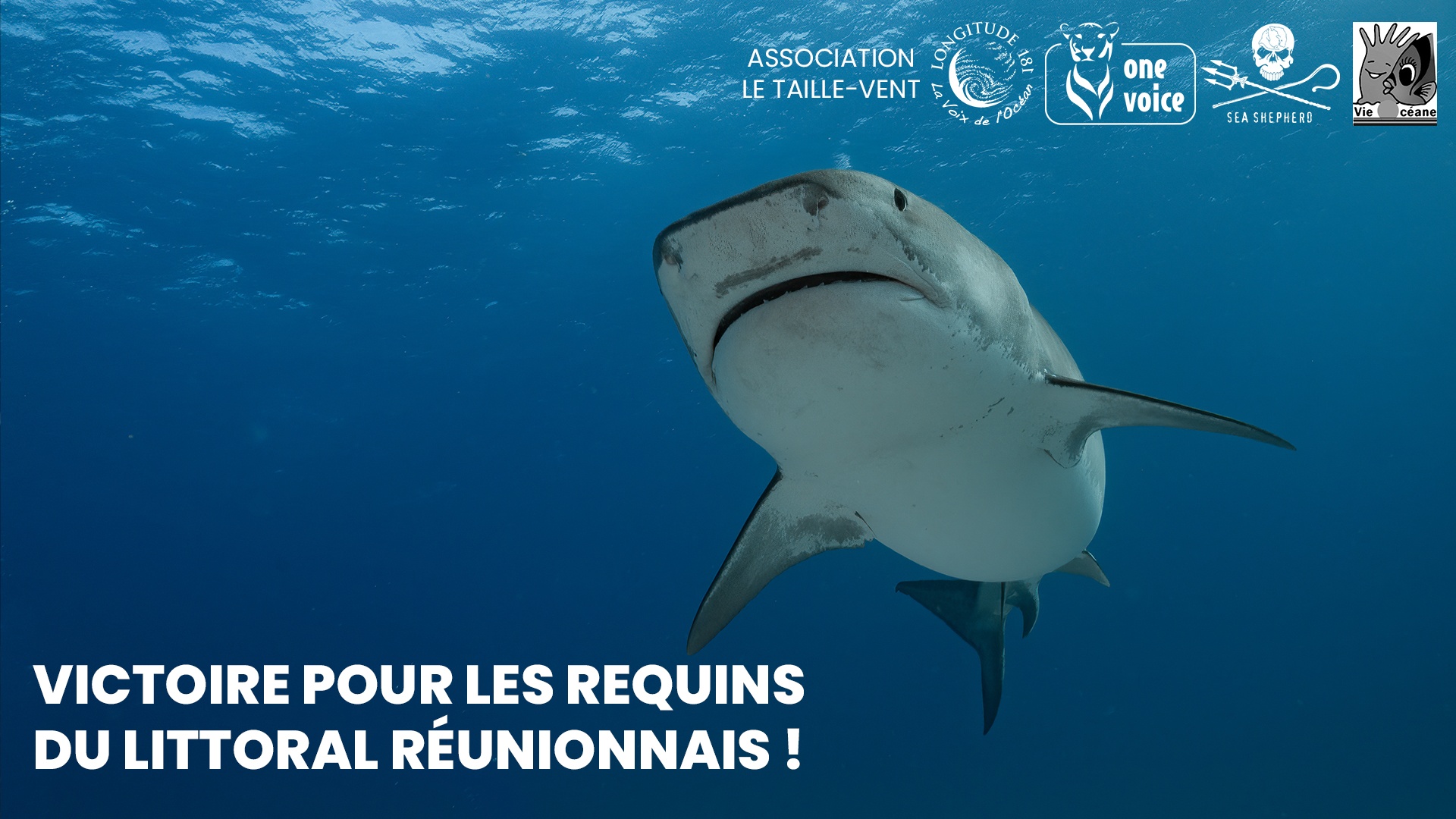 Victoire pour les requins de La Réunion