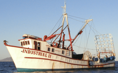 Méditerranée : 9 ONG urgent l’Espagne, la France et l’Italie de réduire leurs pêches
