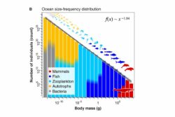 Nous avons cassé la loi du plus un organisme est de petite taille, plus il est abondant dans l’océan