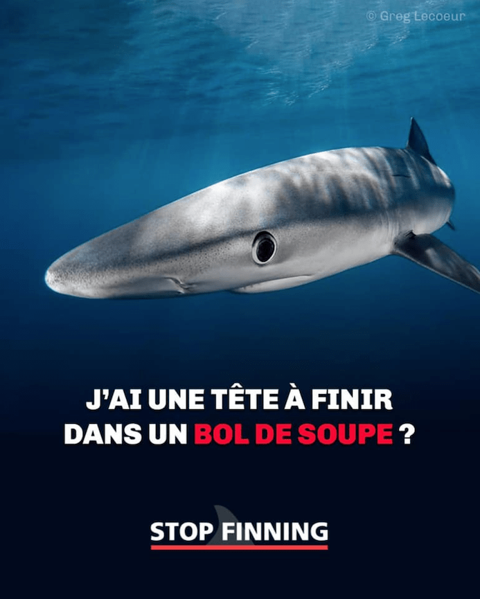 Vous reprendrez encore un peu de requin