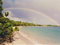 Antilles Chlordécone chronique d'un désastre