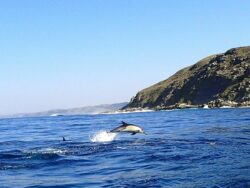 Biodiversité des hommes et des moyens - Aires marines UICN