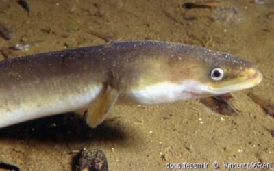 À BON PÊCHEUR PARFOIS ÉCHAPPE L’ANGUILLE…