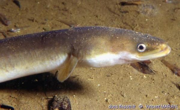 À BON PÊCHEUR PARFOIS ÉCHAPPE L’ANGUILLE…