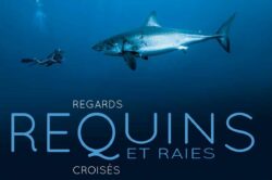 Découvrez le livre Requins et raies regards croisés avec l'un des auteurs, photographe sous-marin © Pascal KOBEH