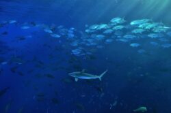 Découvrez le livre Requins et raies regards croisés avec l'un des auteurs, photographe sous-marin © Pascal KOBEH
