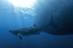 Découvrez le livre Requins et raies regards croisés avec l'un des auteurs, photographe sous-marin © Pascal KOBEH