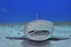 Découvrez le livre Requins et raies regards croisés avec l'un des auteurs, photographe sous-marin © Pascal KOBEH