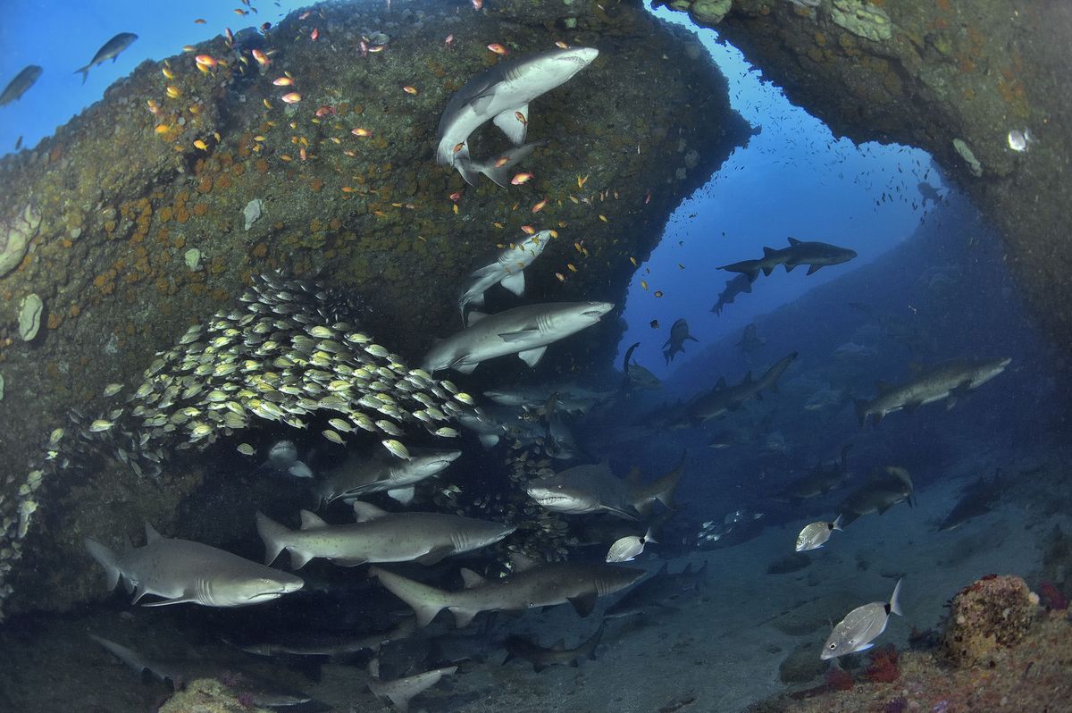 Découvrez le livre Requins et raies regards croisés avec l'un des auteurs, photographe sous-marin © Pascal KOBEH