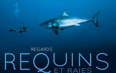 Requins et raies : regards croisés