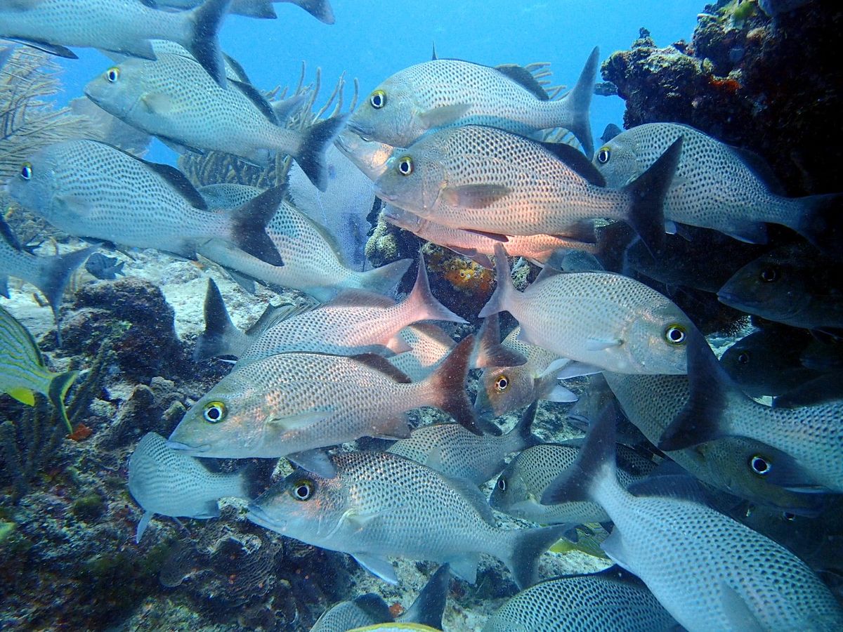 Secrets d’indifférence, épisode 2, Comment noyer le poisson ?