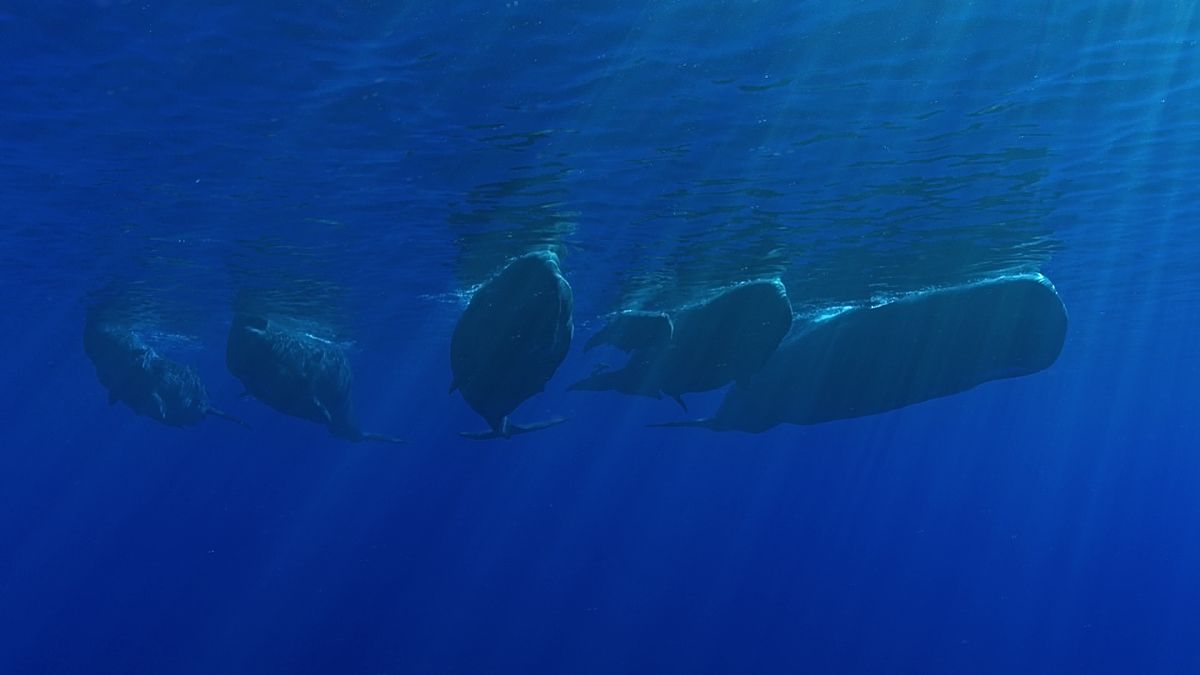 Transformation sonore et destruction du monde sous-marin - Secrets d'indifférence