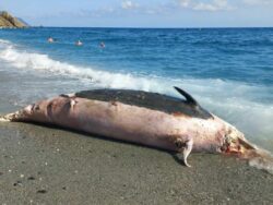 La 6ème extinction, Baleine de cuvier sonar