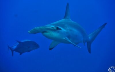 Pourquoi adorons-nous détester les requins ?