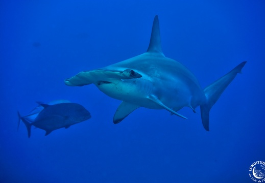 Pourquoi adorons-nous détester les requins ?