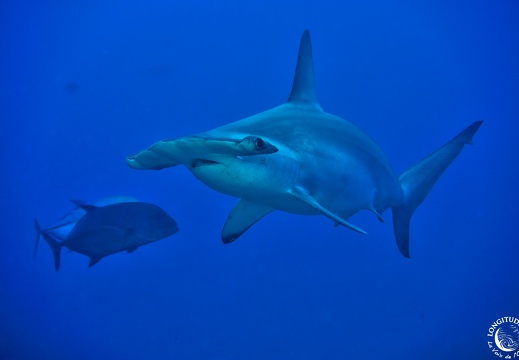 Attaque de requins : pourquoi de plus en plus de squales sont-ils