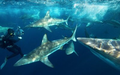 Didier Noirot, filmer au plus près la vie sauvage des océans (2e partie)