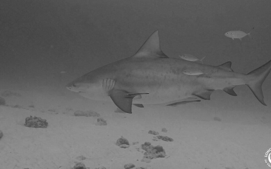 Nouvelle victoire pour les requins réunionnais !