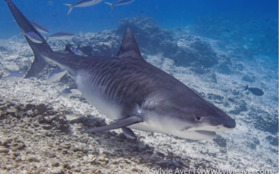 Risque requin à La Réunion : nouvel effet d’annonce de la préfecture !