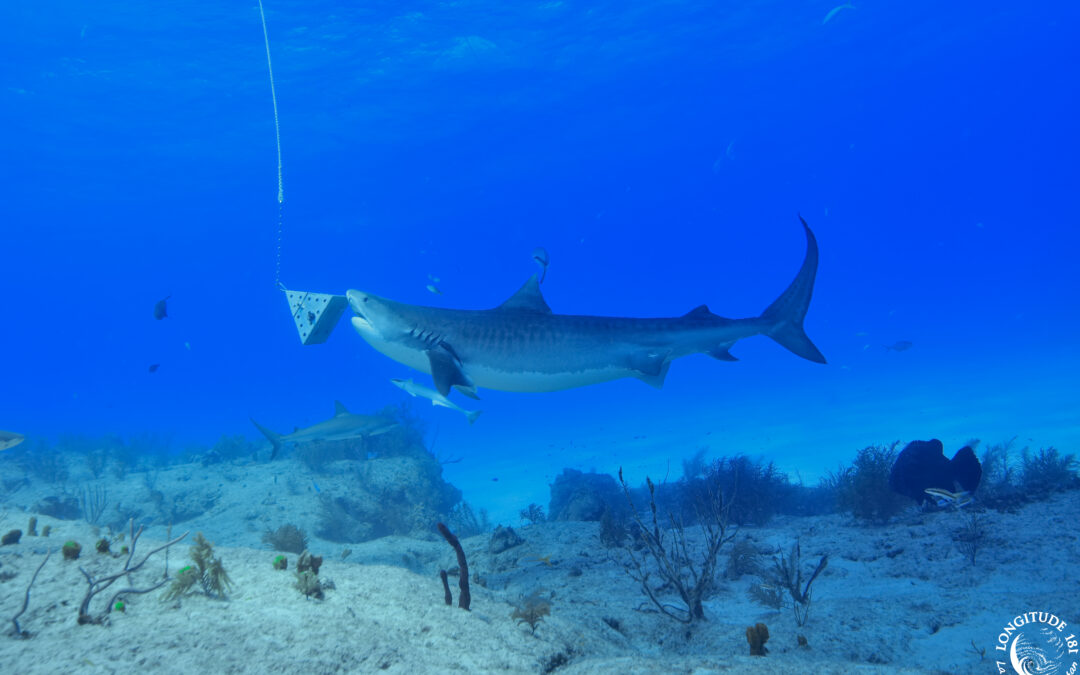 En résistance pour les requins