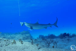 Un requin tigre mord l'appât - A tiger shark is biting the bait