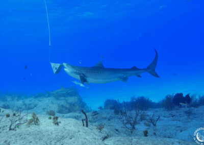 Un requin tigre mord l'appât - A tiger shark is biting the bait