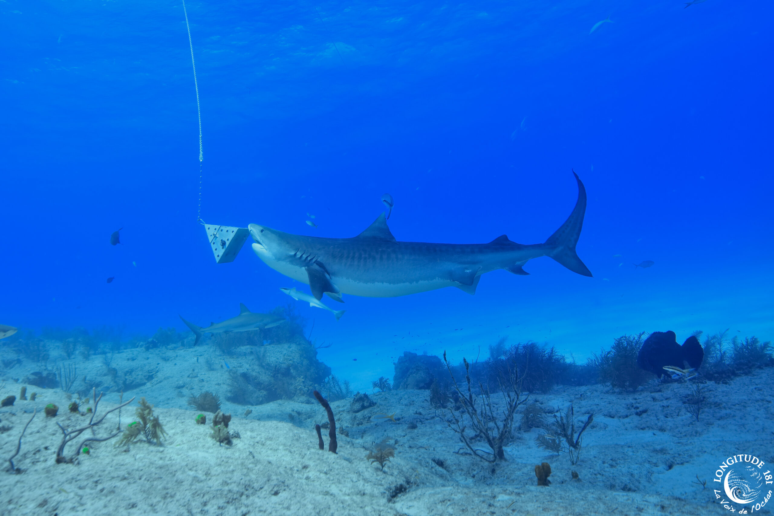 Attaque de requin : un pêcheur sous-marin meurt en Nouvelle-Calédonie