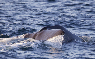 Les cachalots étaient au rendez-vous de la mission WhaleWay 3 !