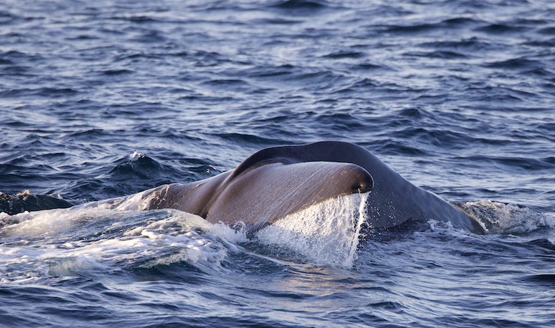 Les cachalots étaient au rendez-vous de la mission WhaleWay 3 !