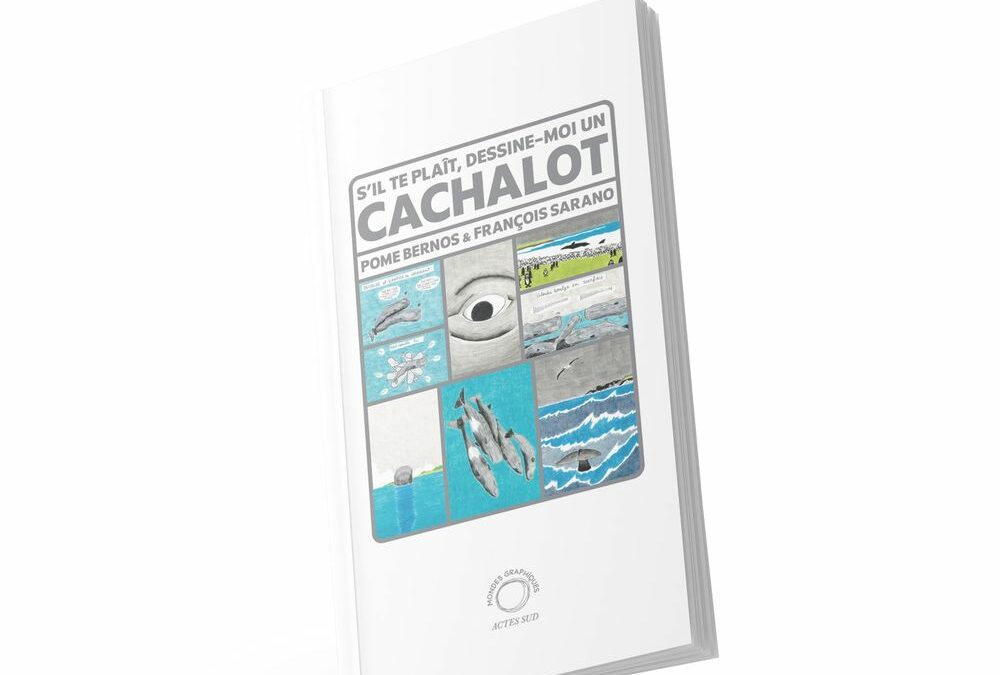 Dessine-moi un cachalot !